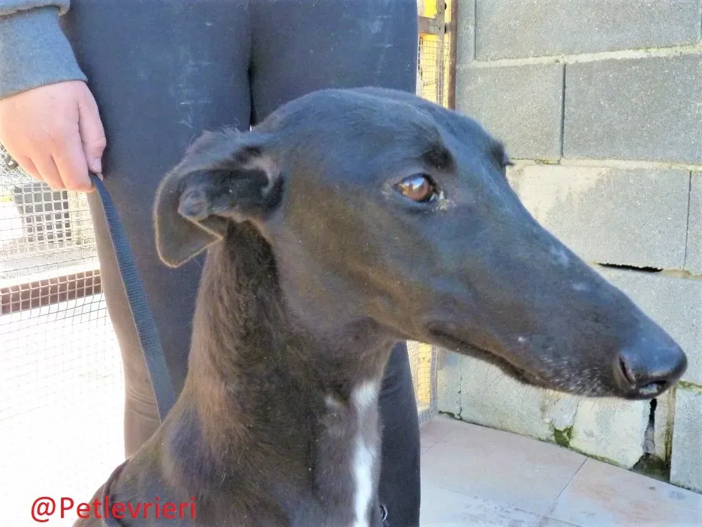 Soraya adozione levrieri galgo 01