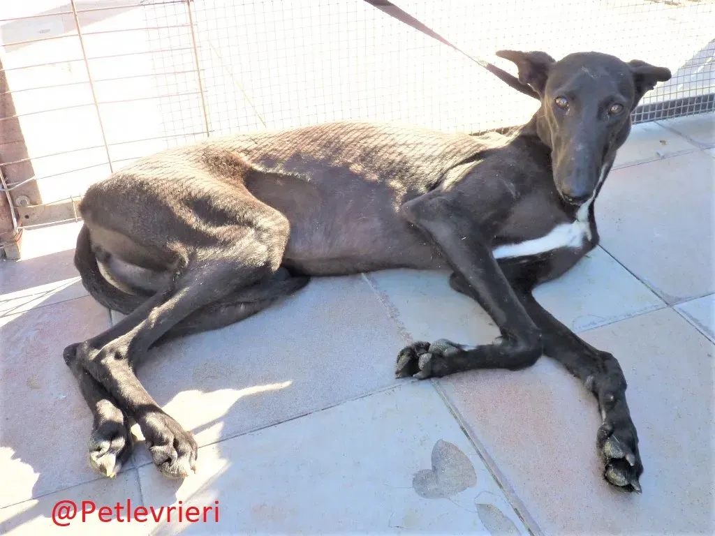 Soraya adozione levrieri galgo 02