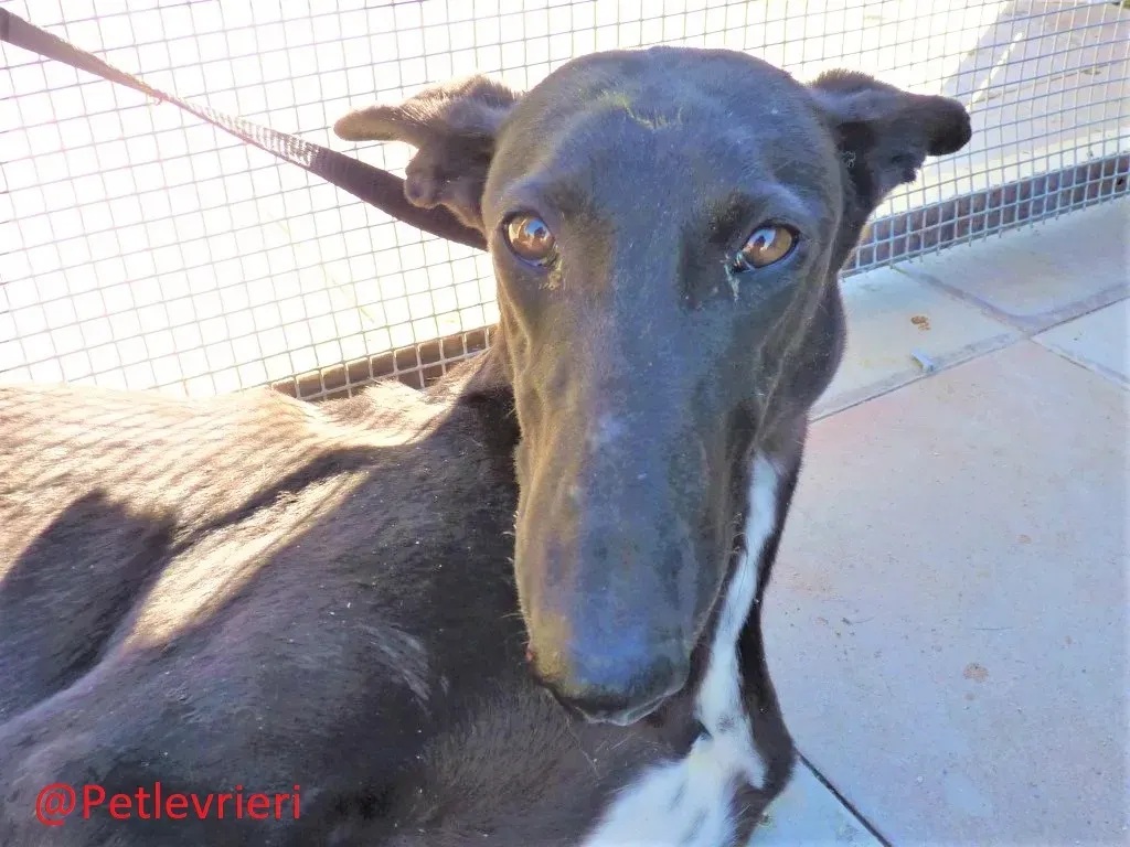 Soraya adozione levrieri galgo 03