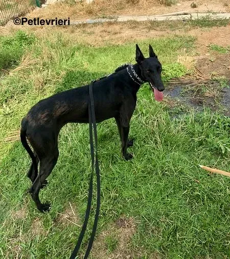 Soraya adozione levrieri galgo 1 2