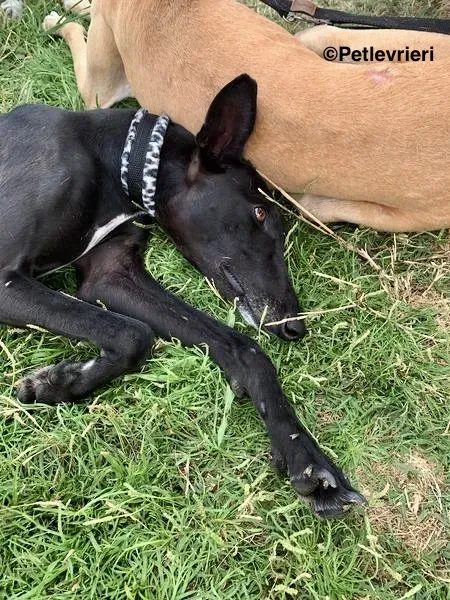 Soraya adozione levrieri galgo 2 2