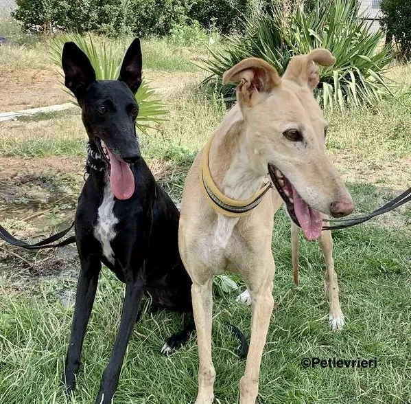 Soraya adozione levrieri galgo 3 2