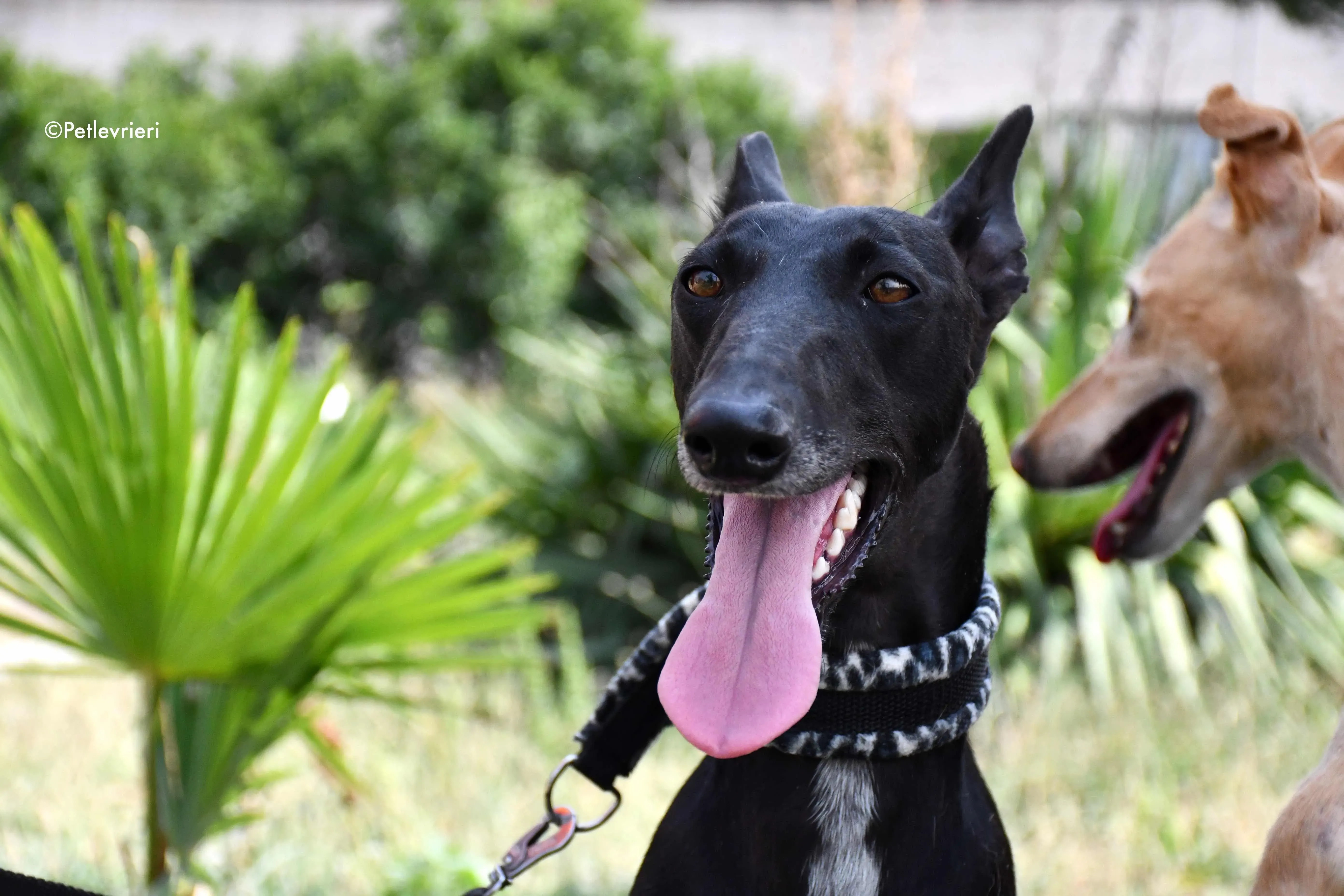 Soraya adozione levrieri galgo 4