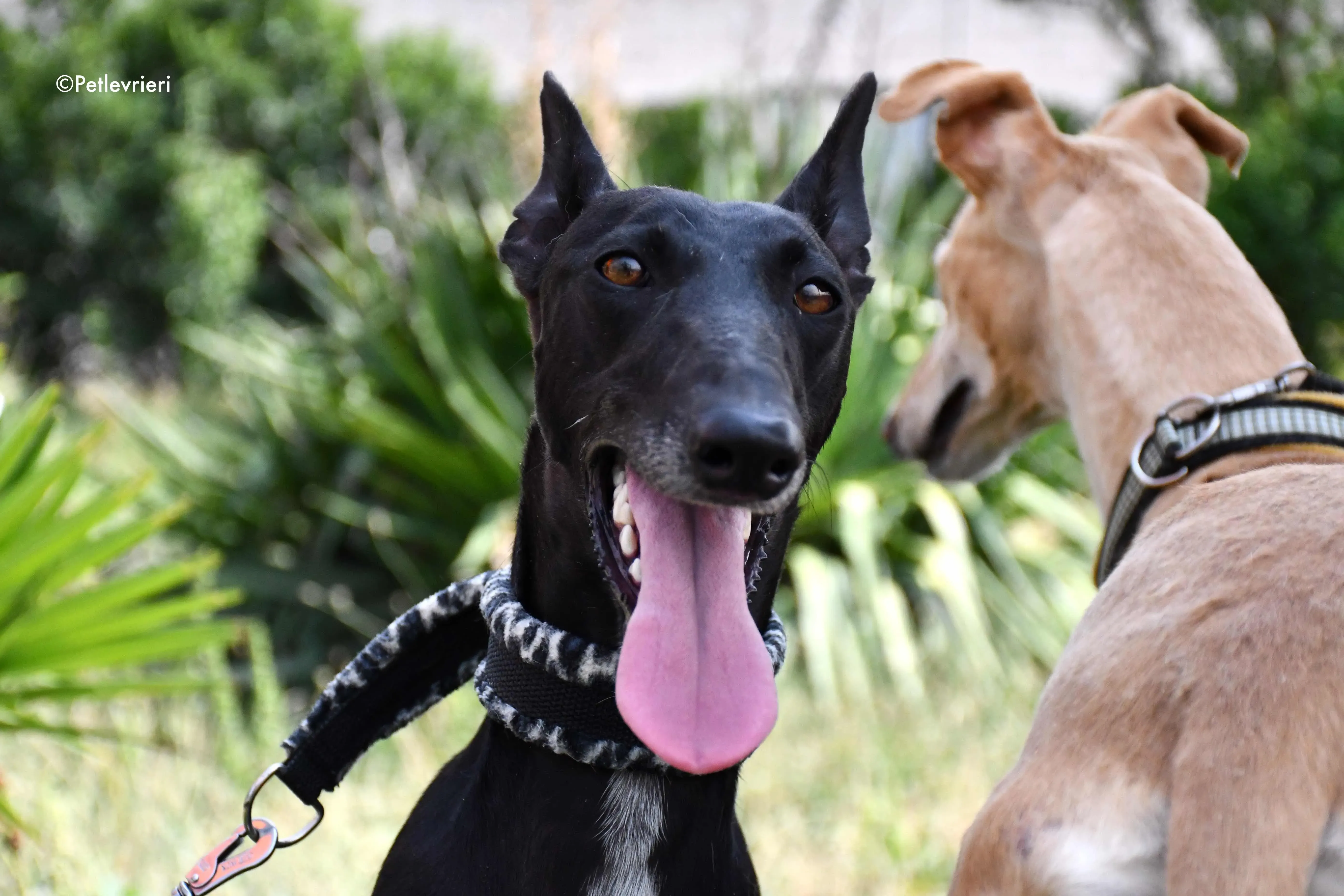 Soraya adozione levrieri galgo 5