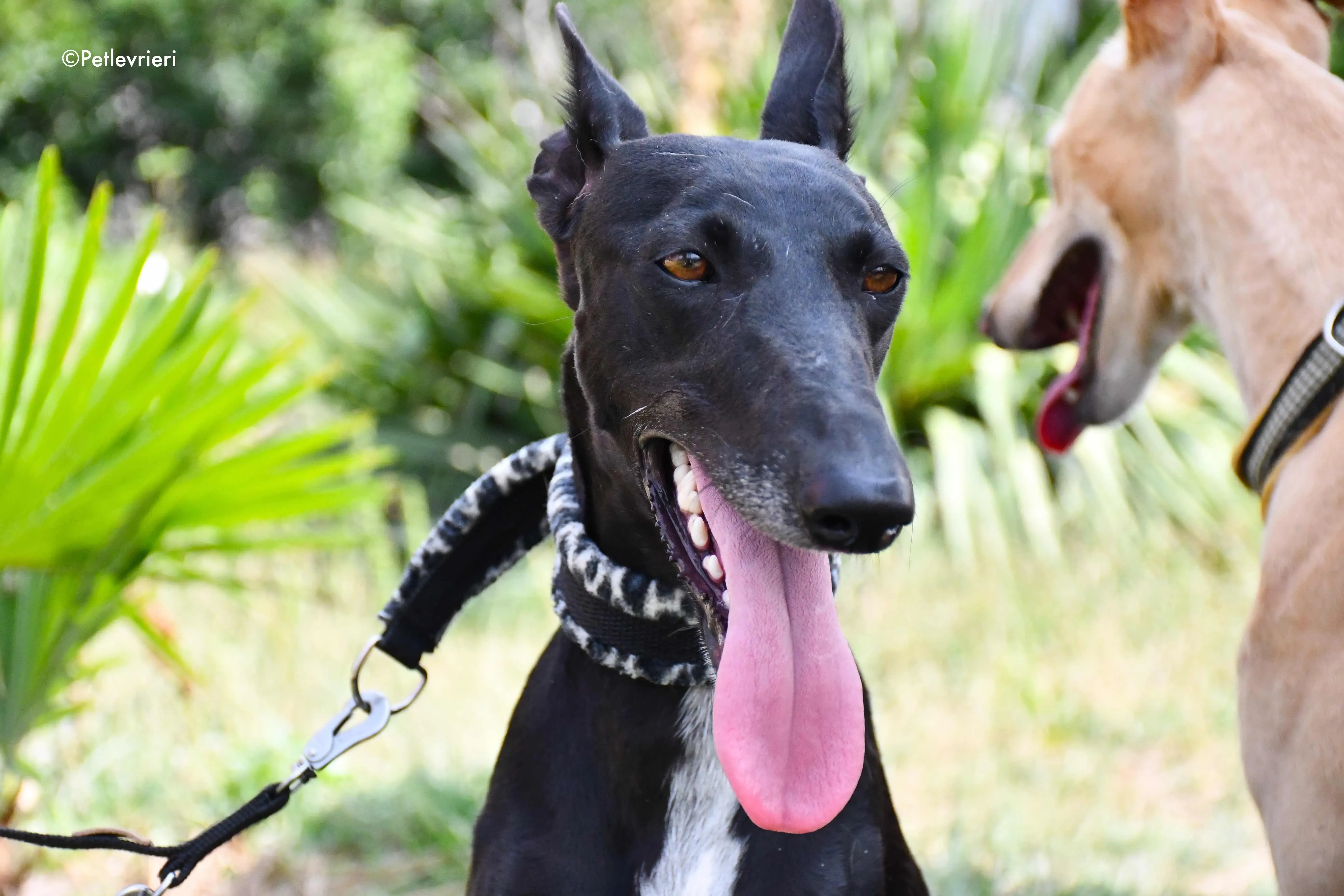 Soraya adozione levrieri galgo 7