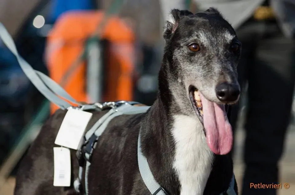 Sparky adozione greyhound macao 10