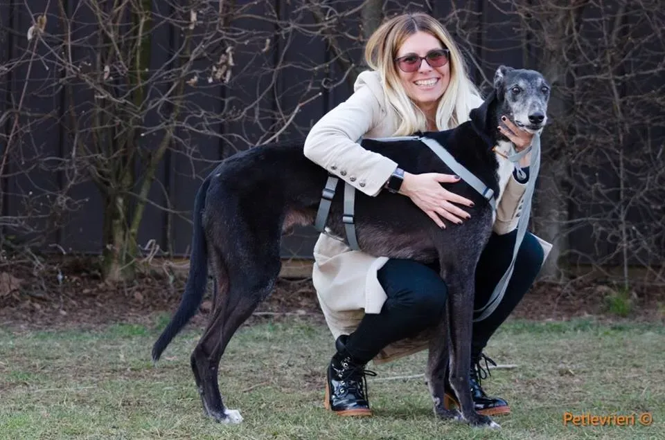 Sparky adozione greyhound macao 11