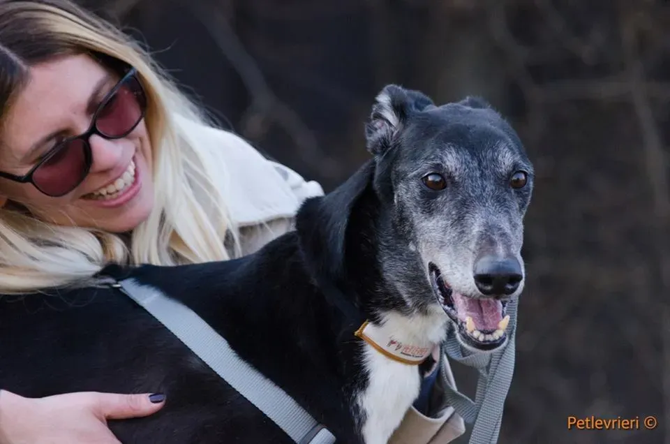 Sparky adozione greyhound macao 12