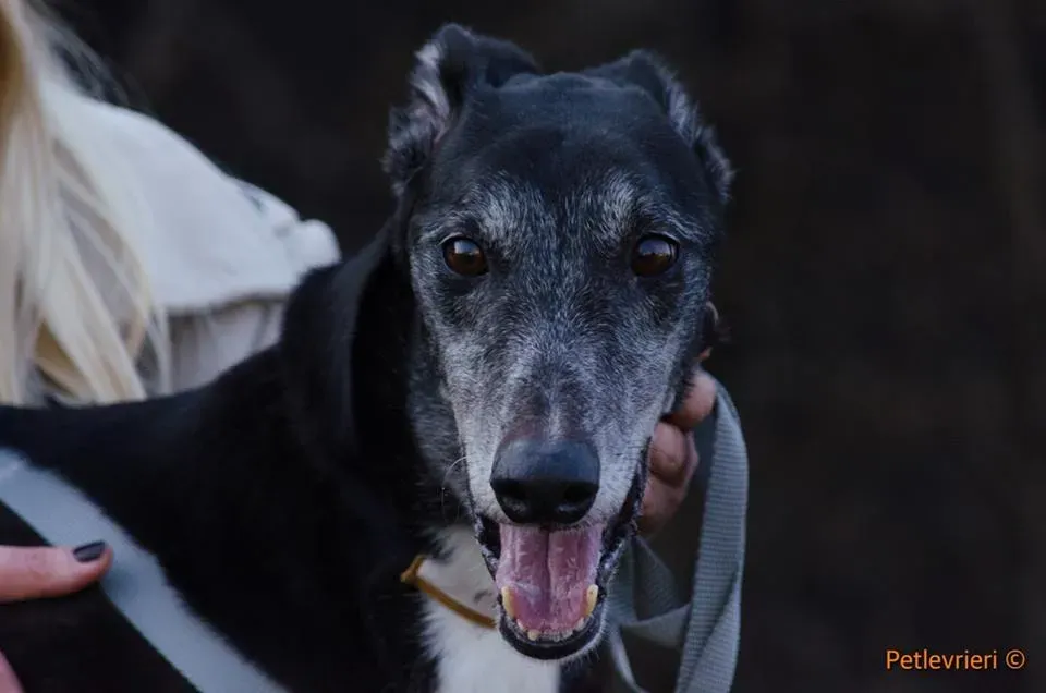 Sparky adozione greyhound macao 13