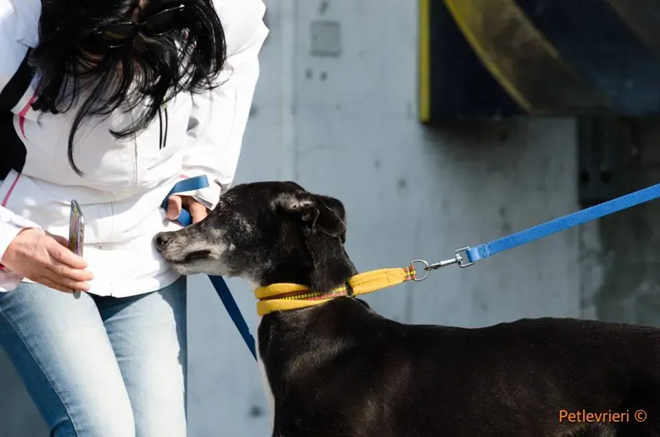 Sparky adozione greyhound macao 3