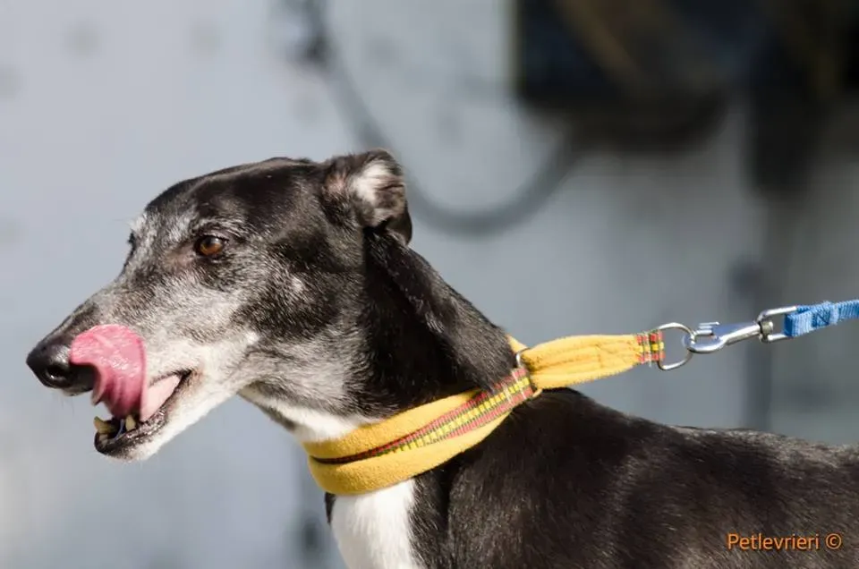 Sparky adozione greyhound macao 4