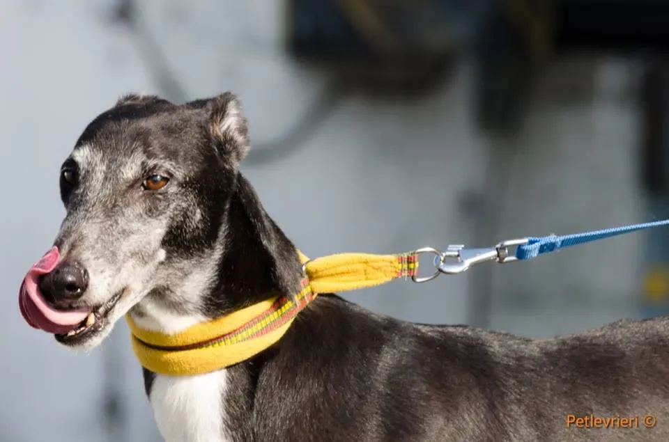 Sparky adozione greyhound macao 5