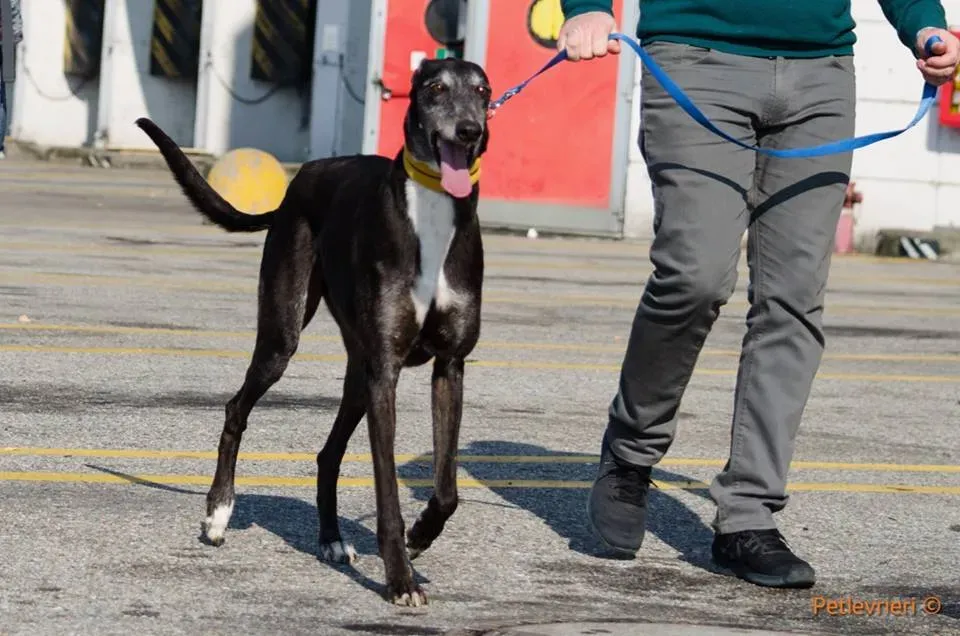 Sparky adozione greyhound macao 6