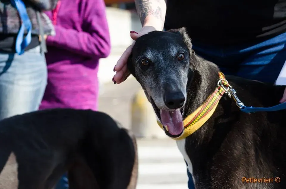 Sparky adozione greyhound macao 7