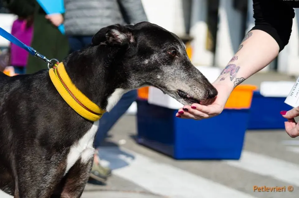 Sparky adozione greyhound macao 8