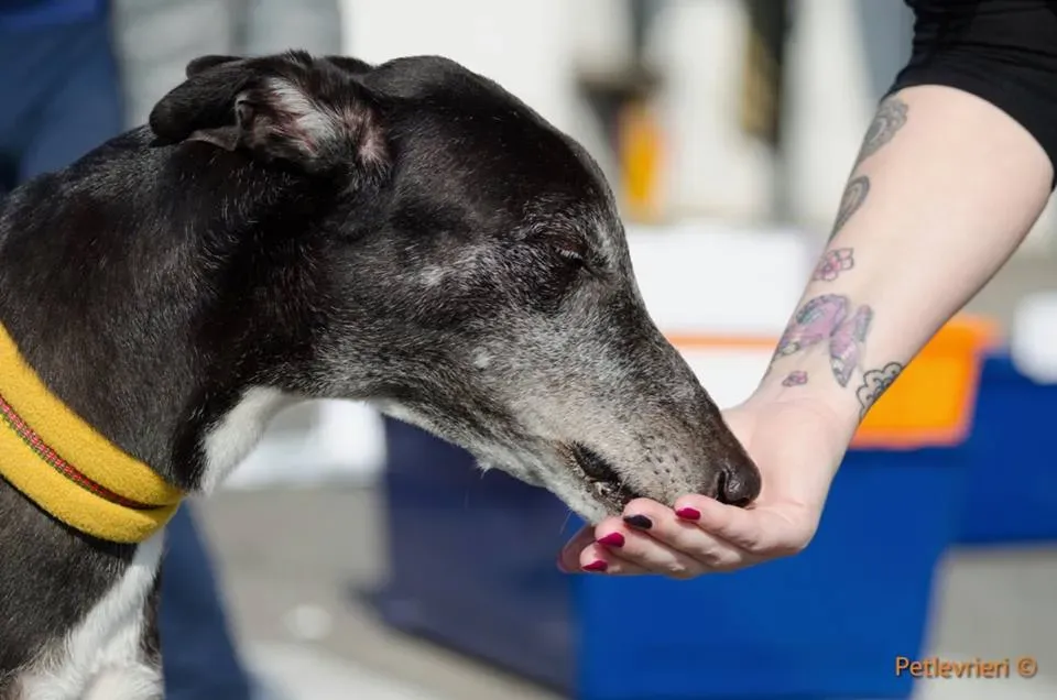 Sparky adozione greyhound macao 9