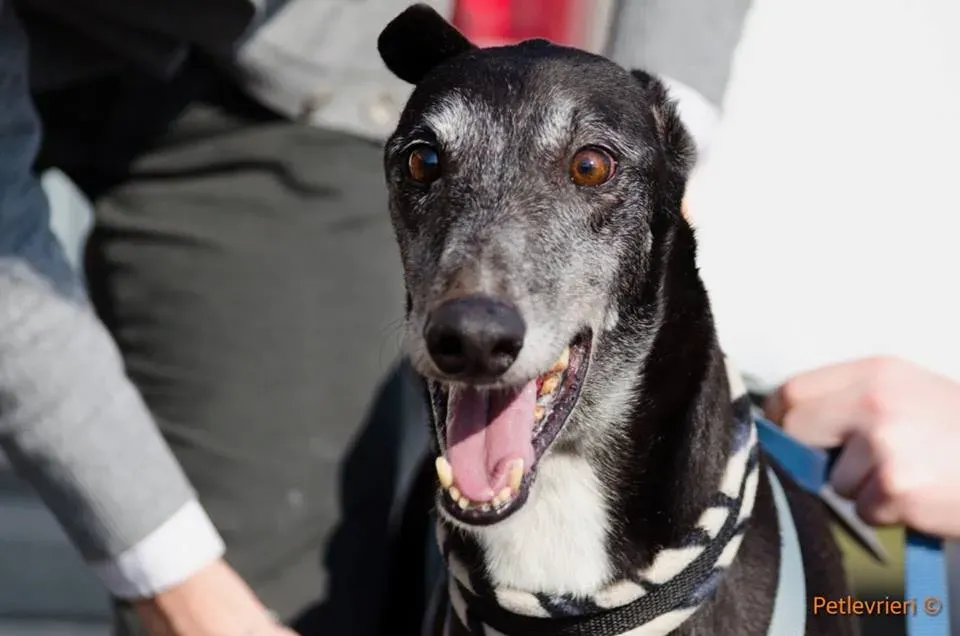 Sparky adozione greyhound macao