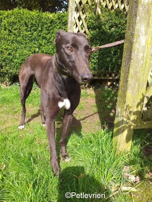 Spice adozione levrieri greyhound 1