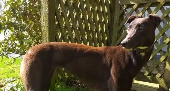 Spice adozione levrieri greyhound 2 e1617174591265