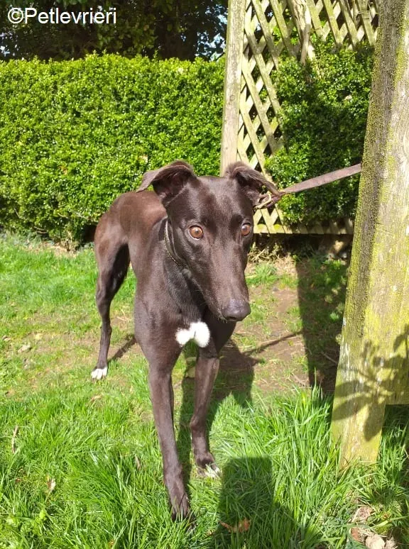 Spice adozione levrieri greyhound 3