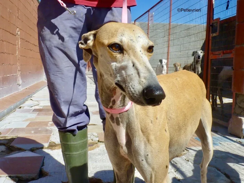 Spikkie adozione levrieri galgo 00