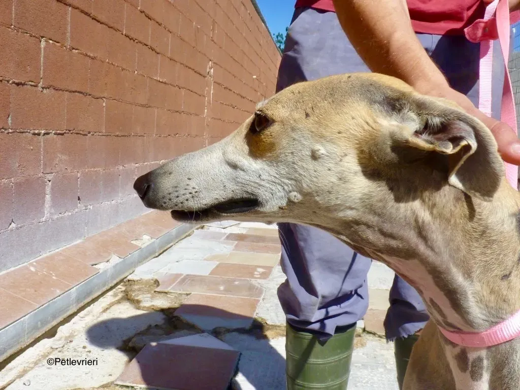 Spikkie adozione levrieri galgo 01