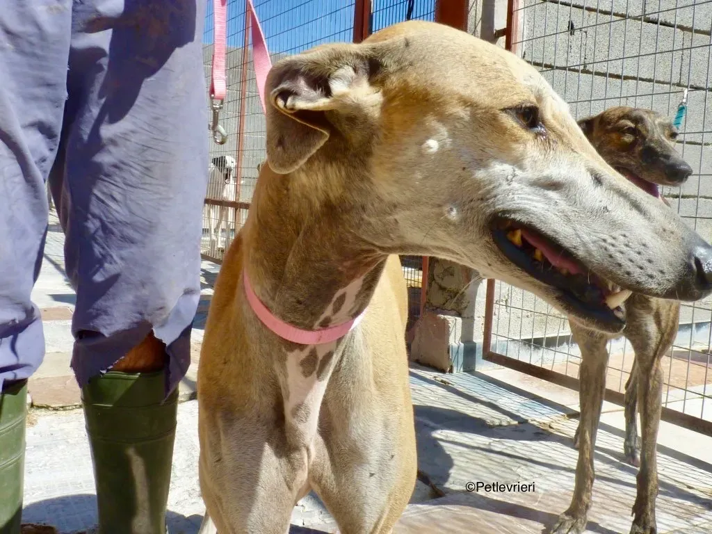 Spikkie adozione levrieri galgo 02