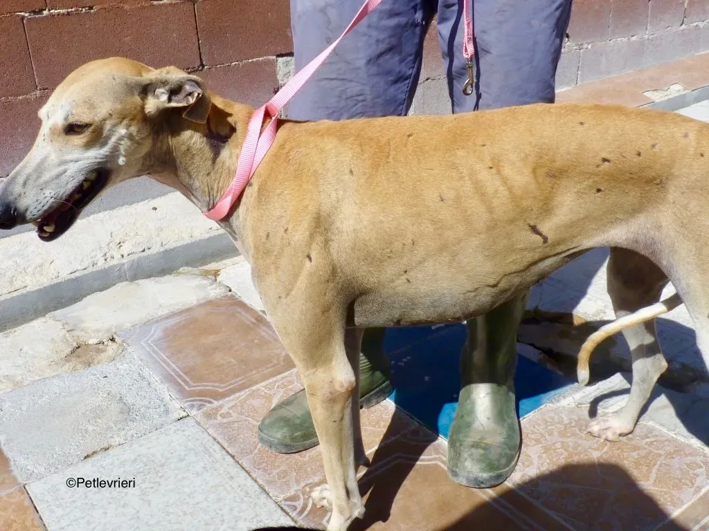 Spikkie adozione levrieri galgo 03