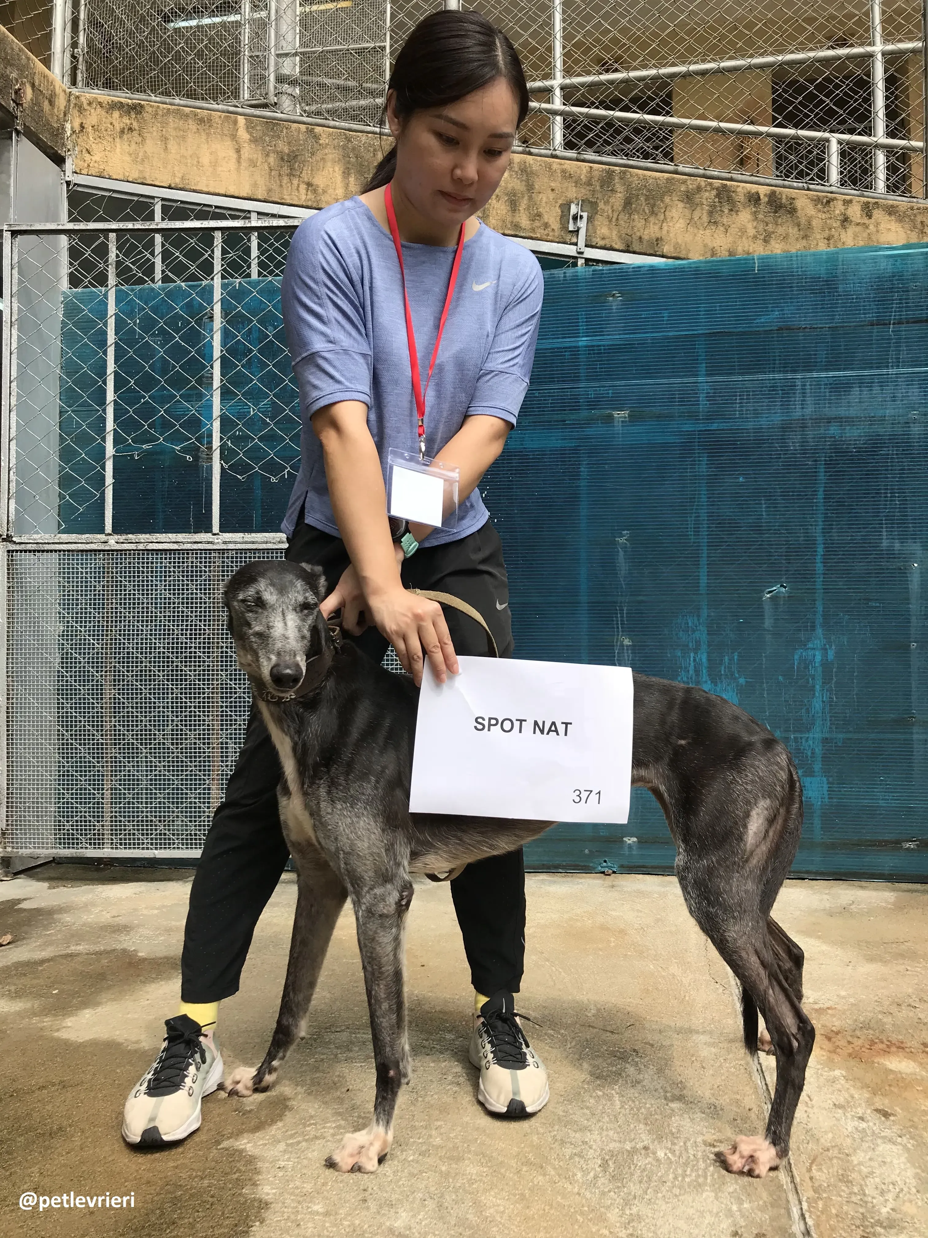 SpotNat adozione greyhound macao 1