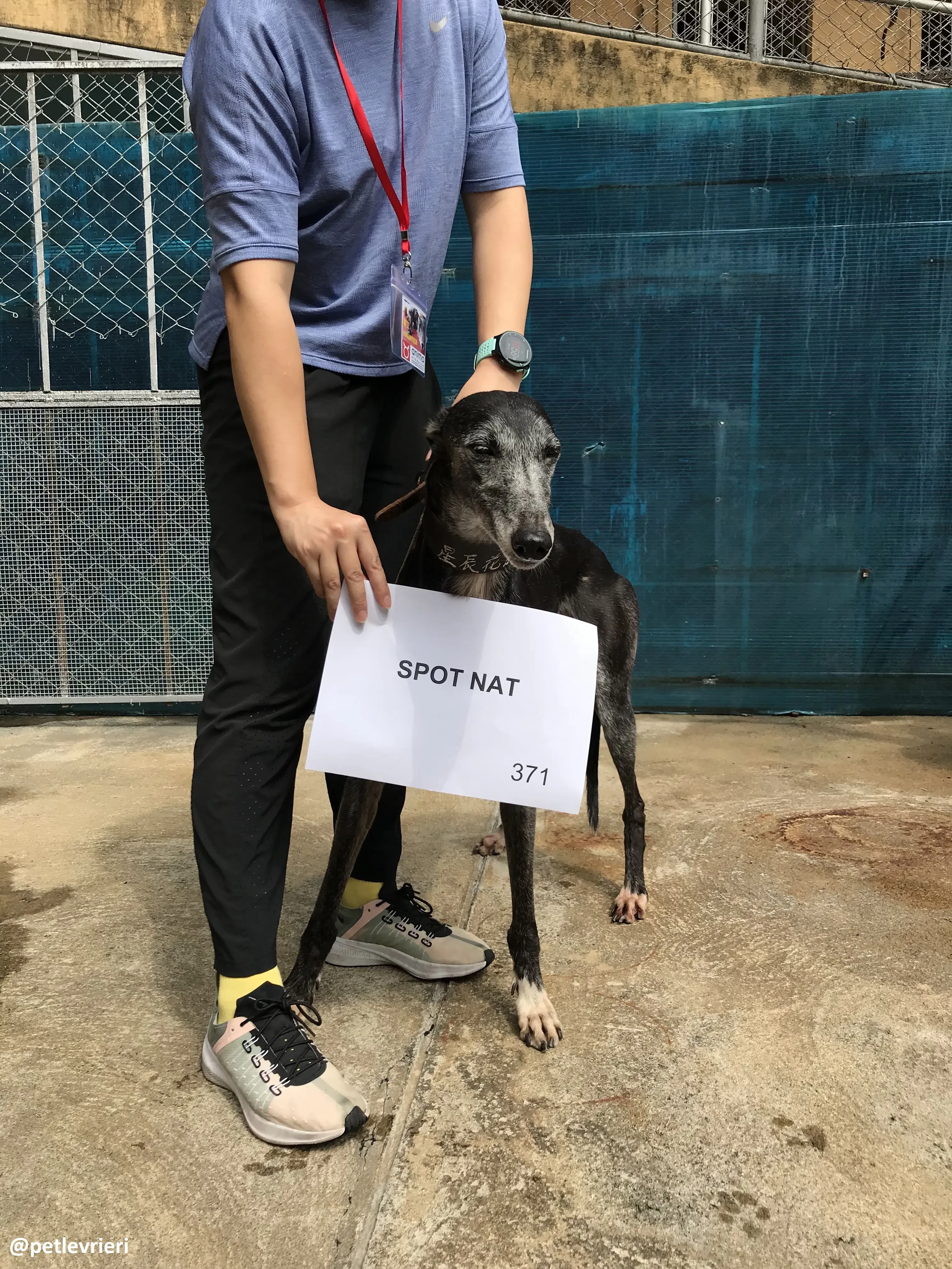 SpotNat adozione greyhound macao 2