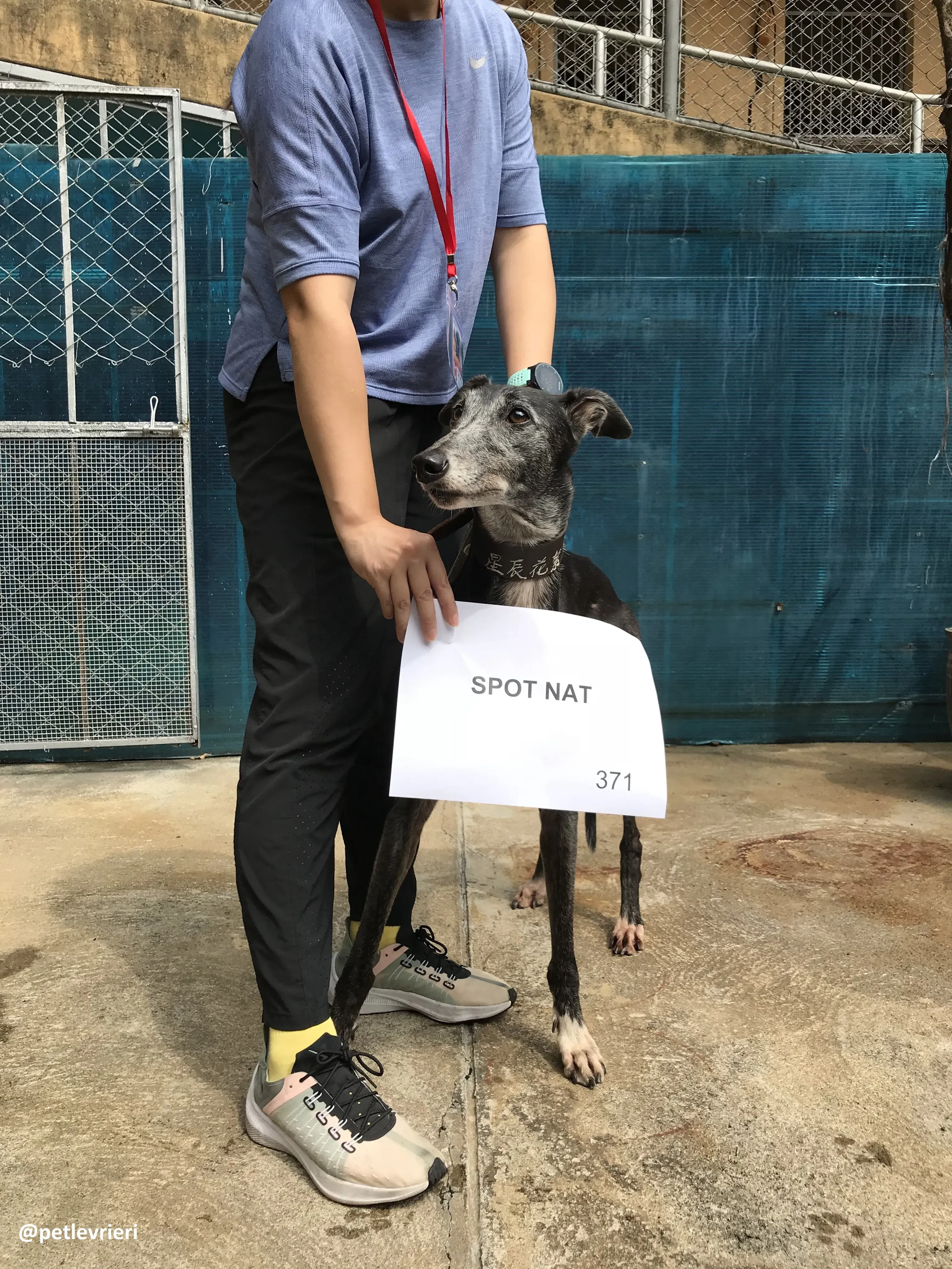 SpotNat adozione greyhound macao 3