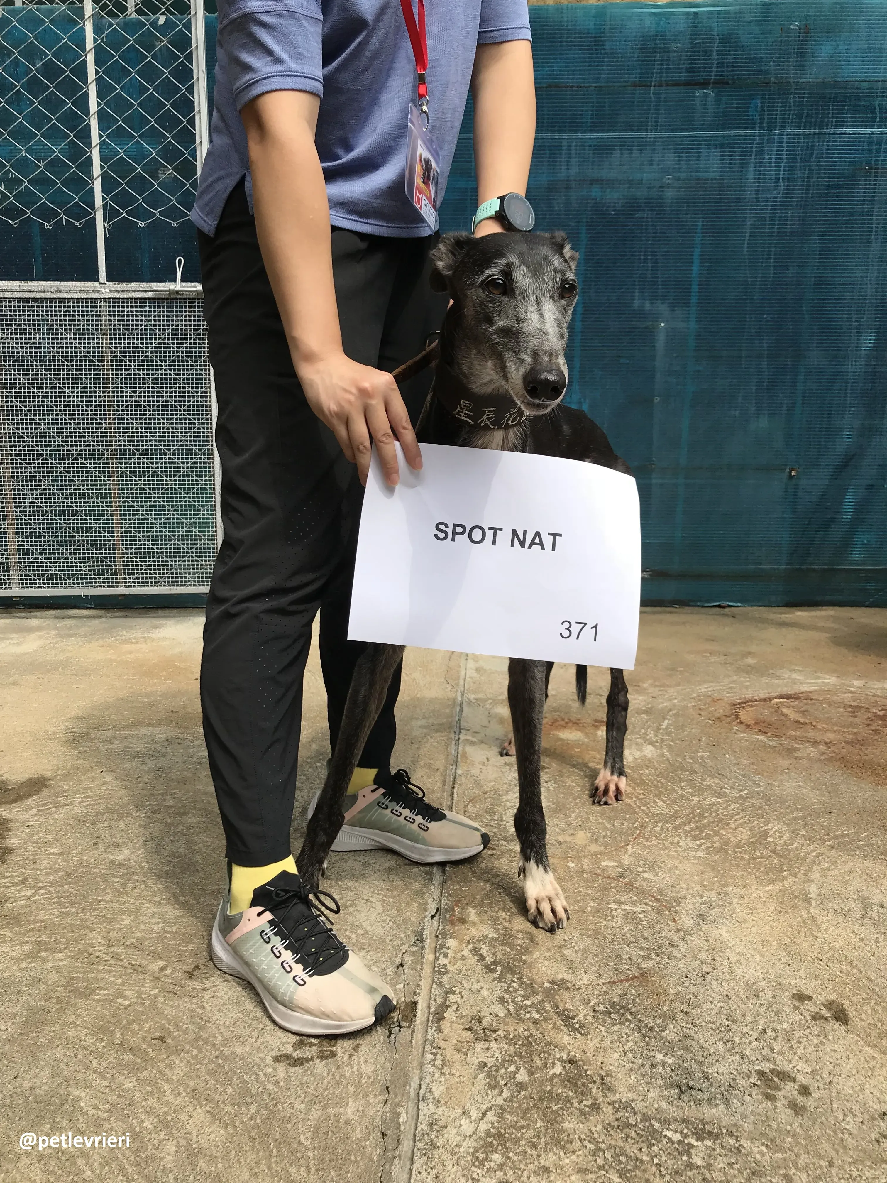 SpotNat adozione greyhound macao 4