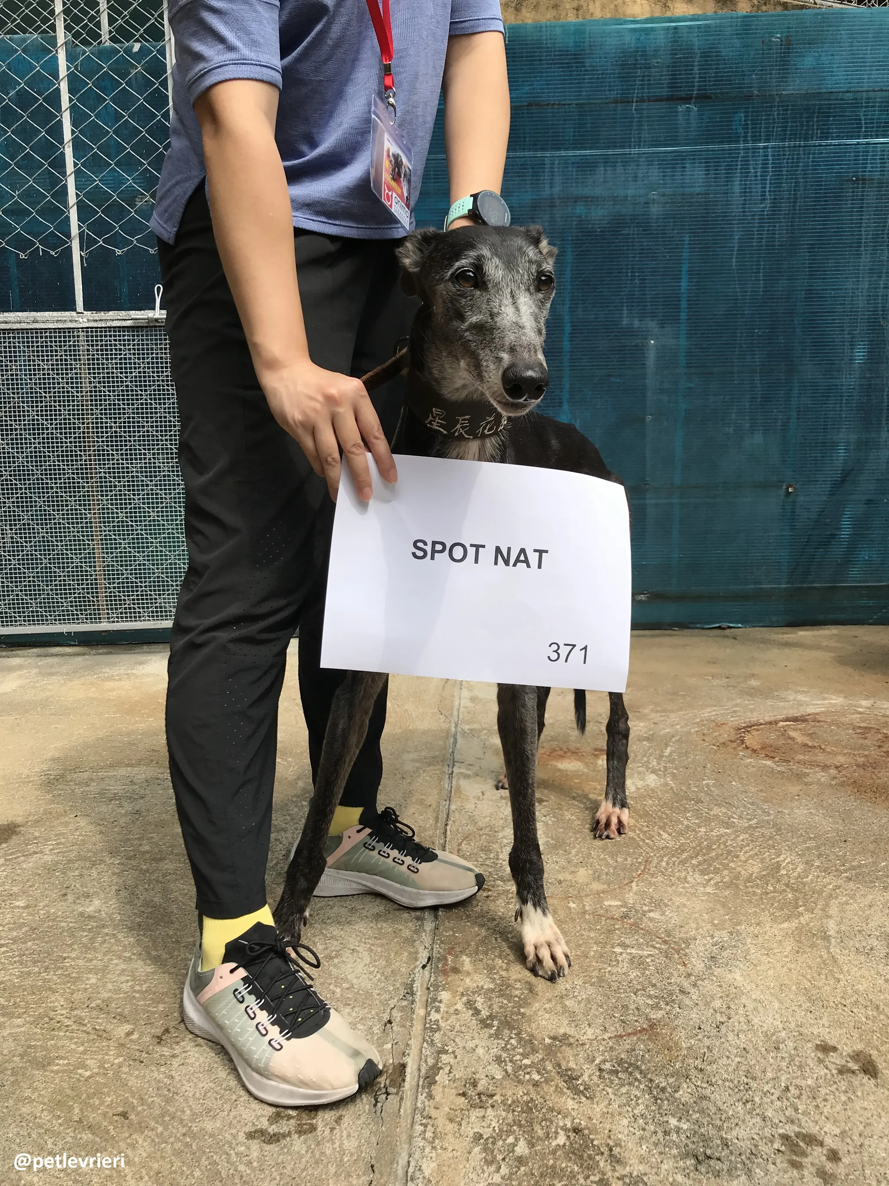 SpotNat adozione greyhound macao 5