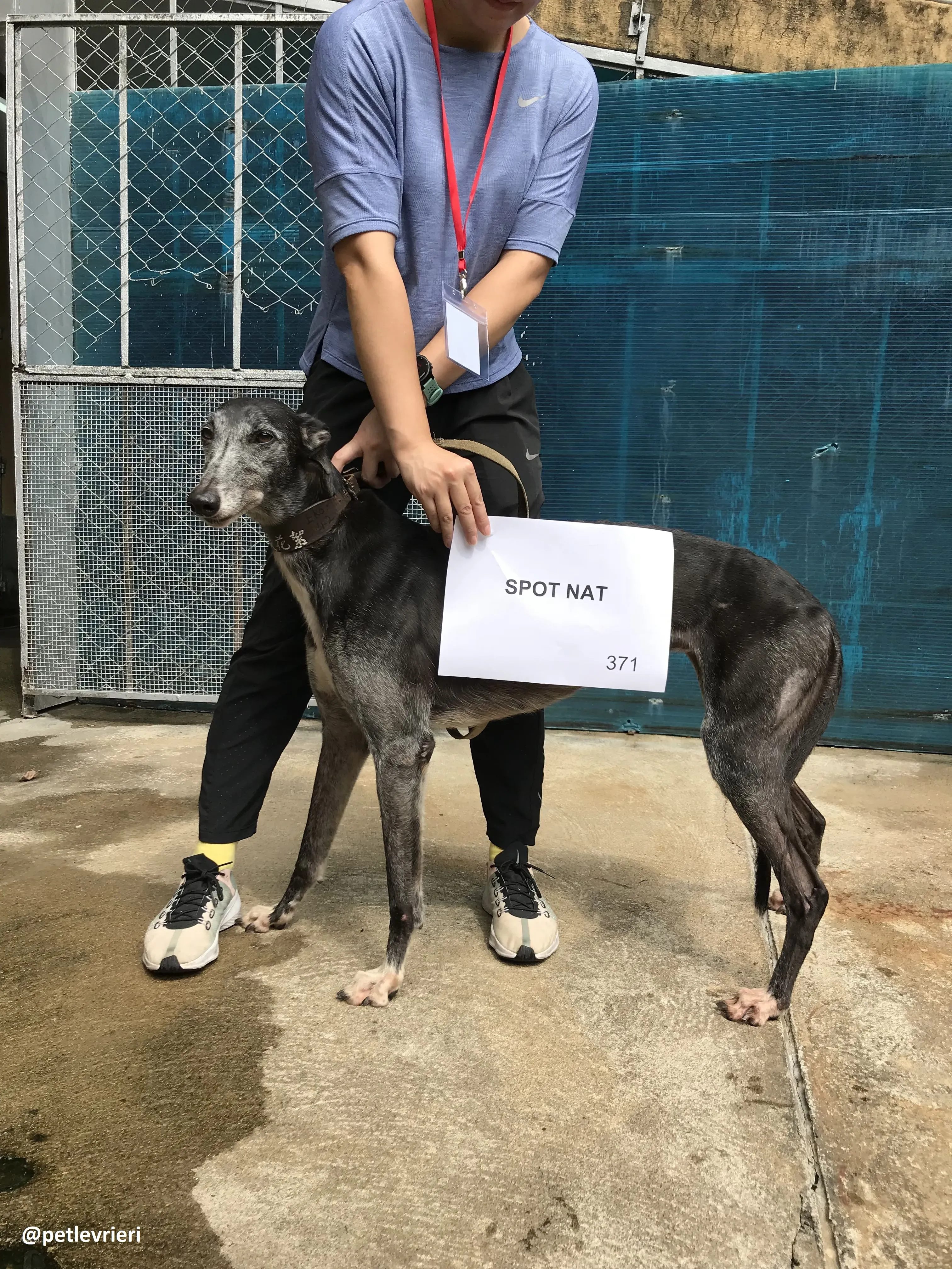 SpotNat adozione greyhound macao