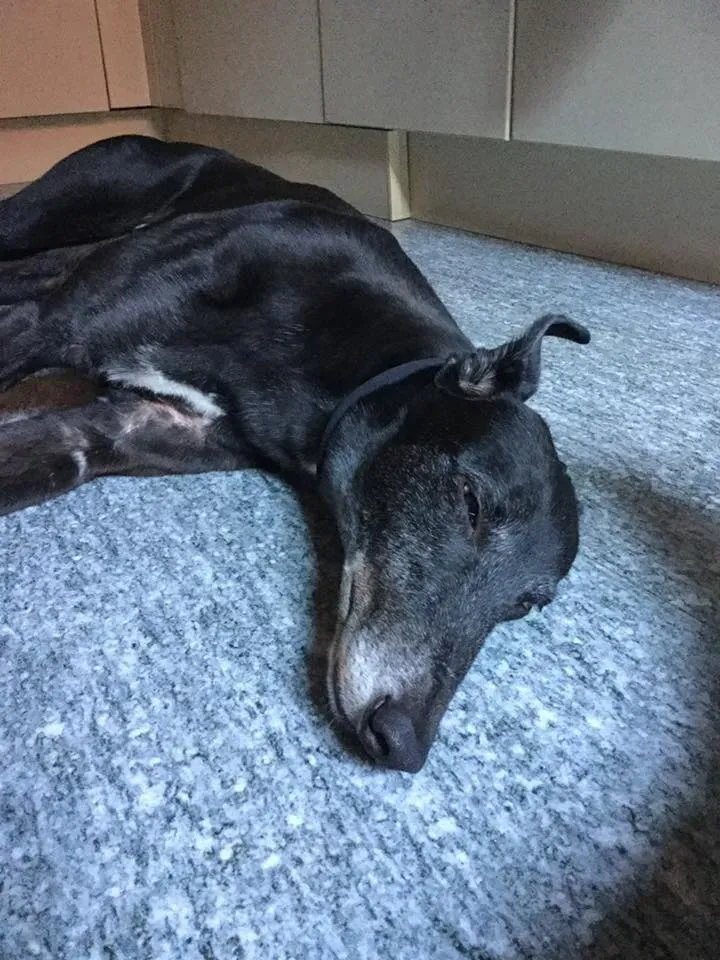 Sprite Point Greyhoung adozione levrieri Macao Foster 1