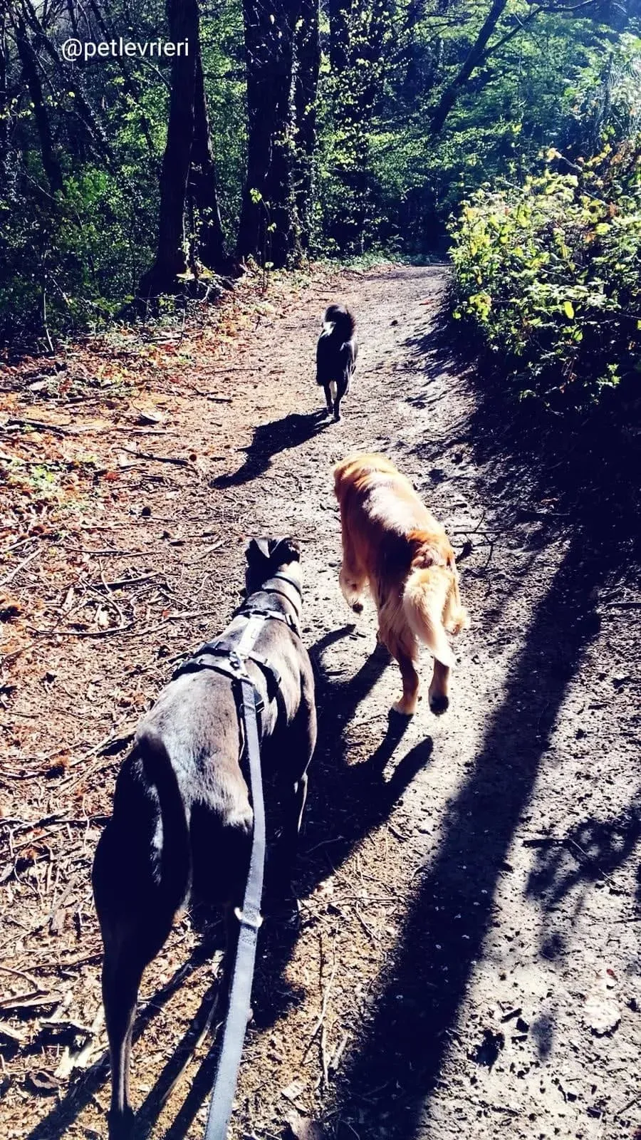 Spritely Keroma adozione freyhound macau 2