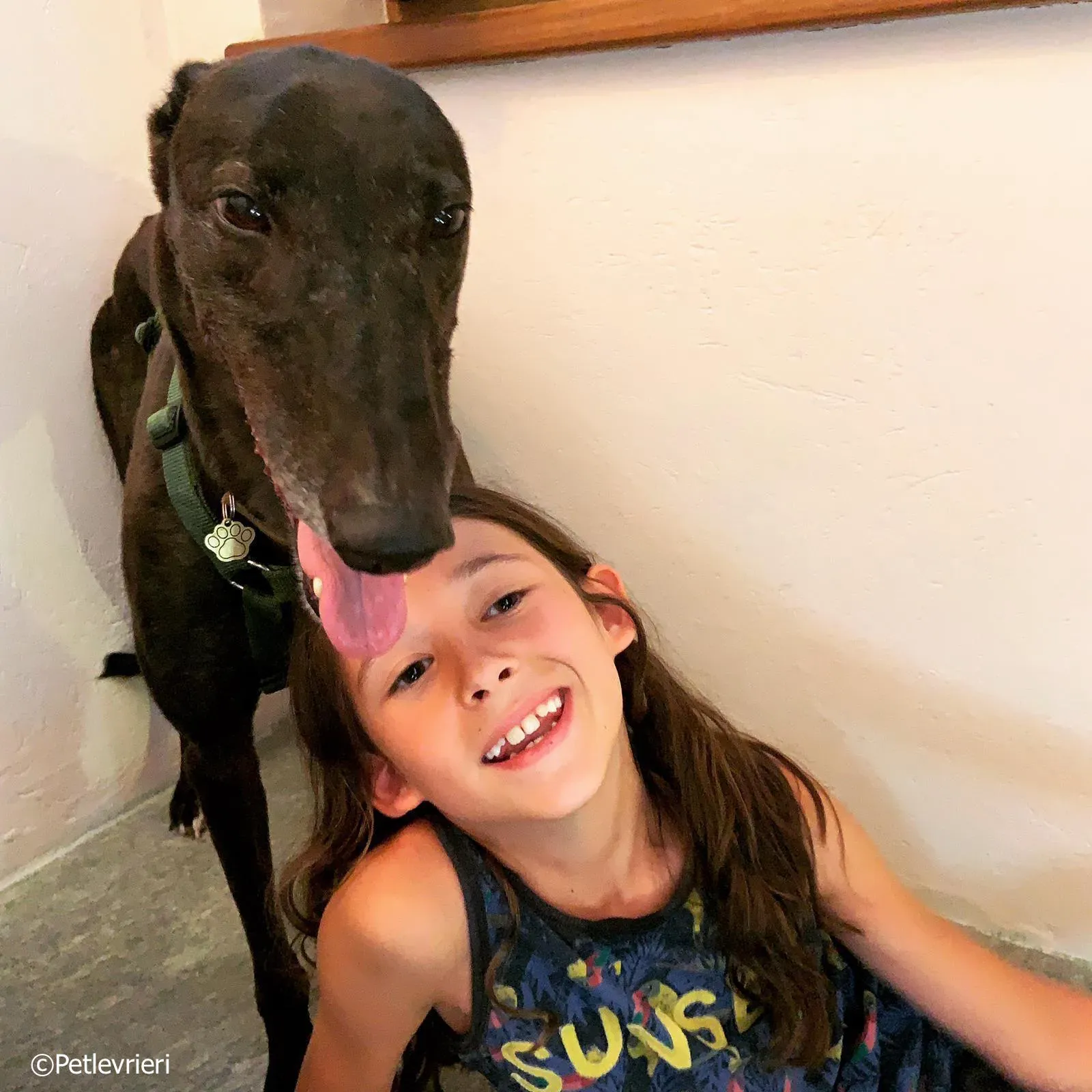 Spritely Keroma adozione greyhound macao 1