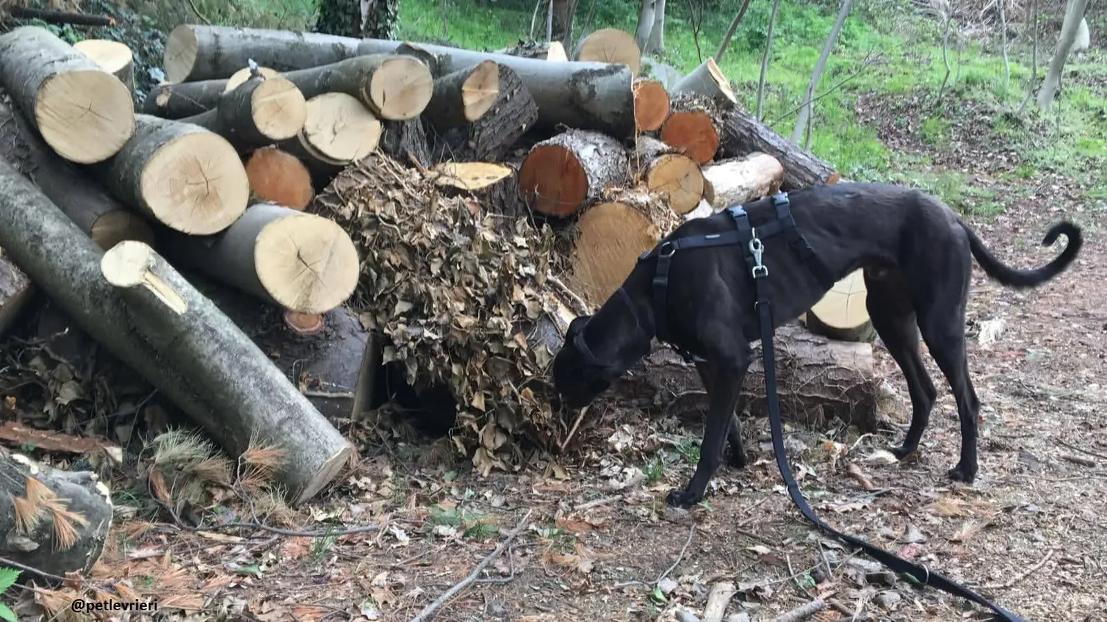 Spritely Keroma adozione greyhound macao