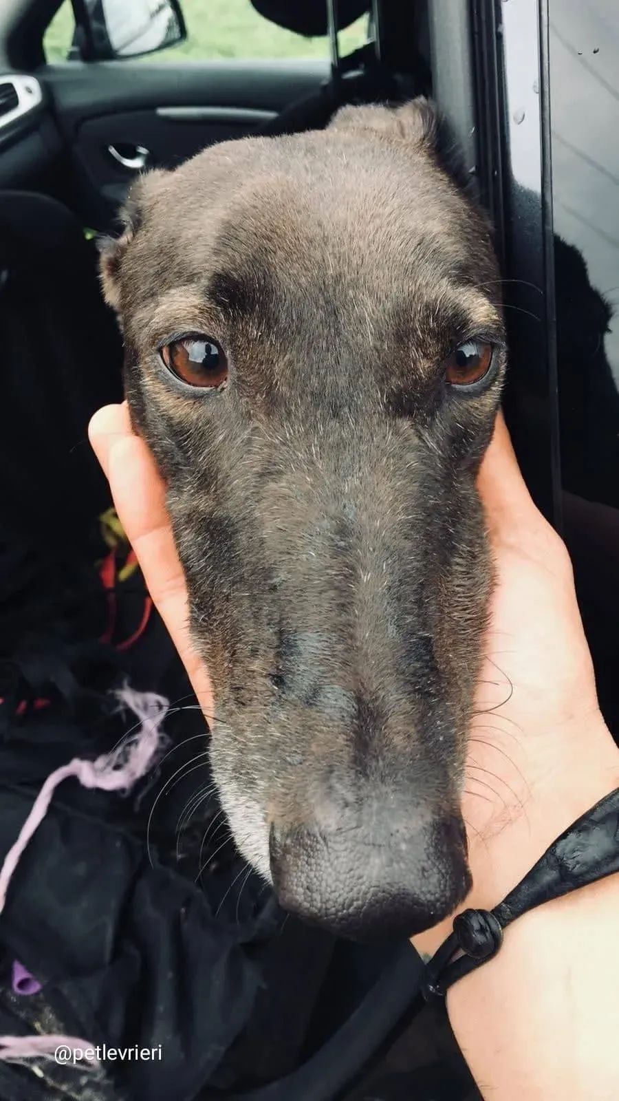 Spritely Keroma adozione greyhound macao1