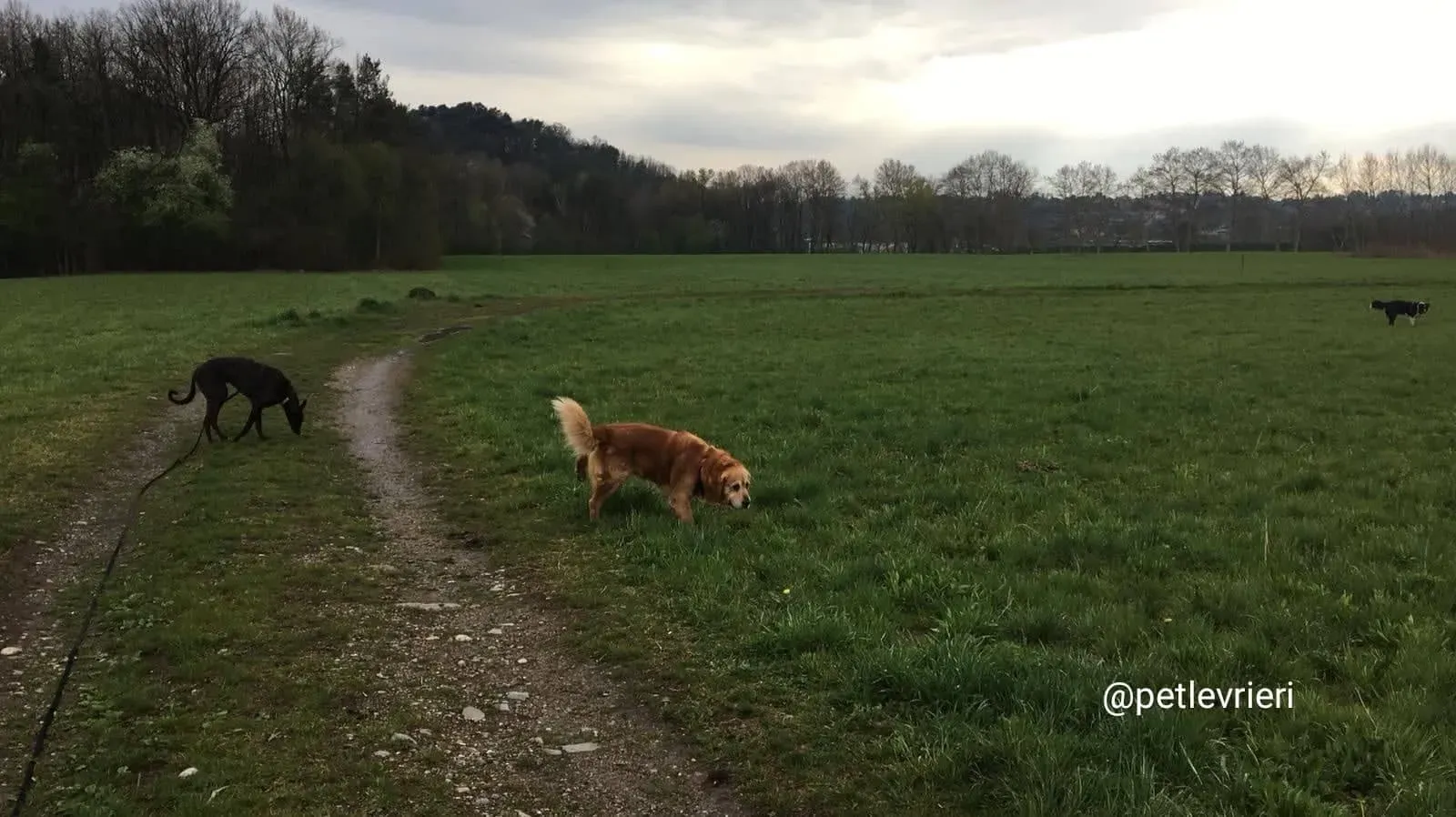 Spritely Keroma adozione greyhound macao3