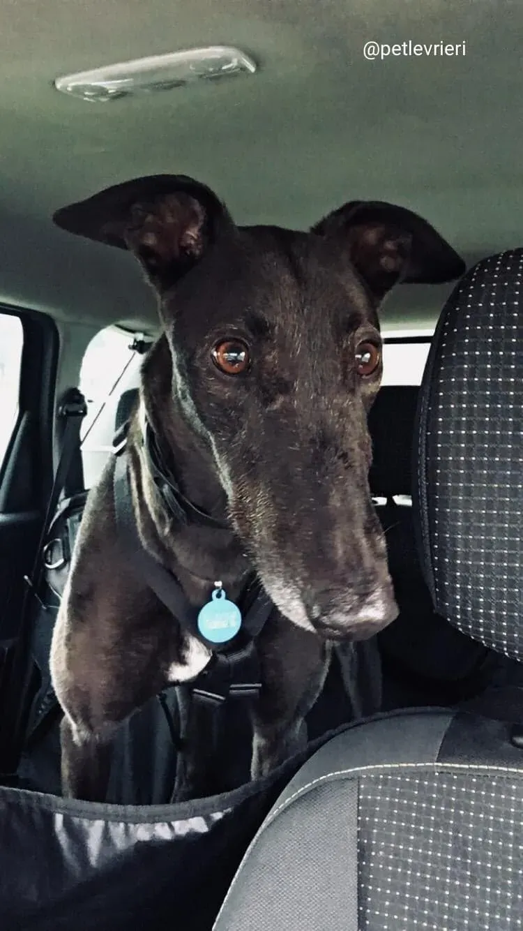 Spritely Keroma adozione greyhound macao4