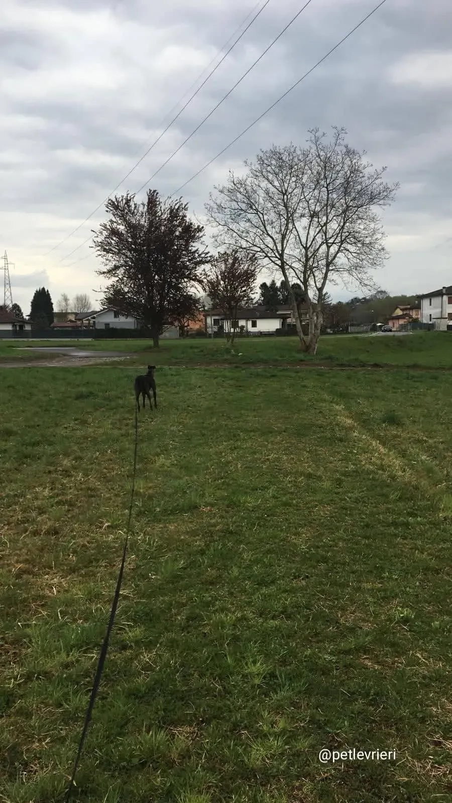 Spritely Keroma adozione greyhound macao5