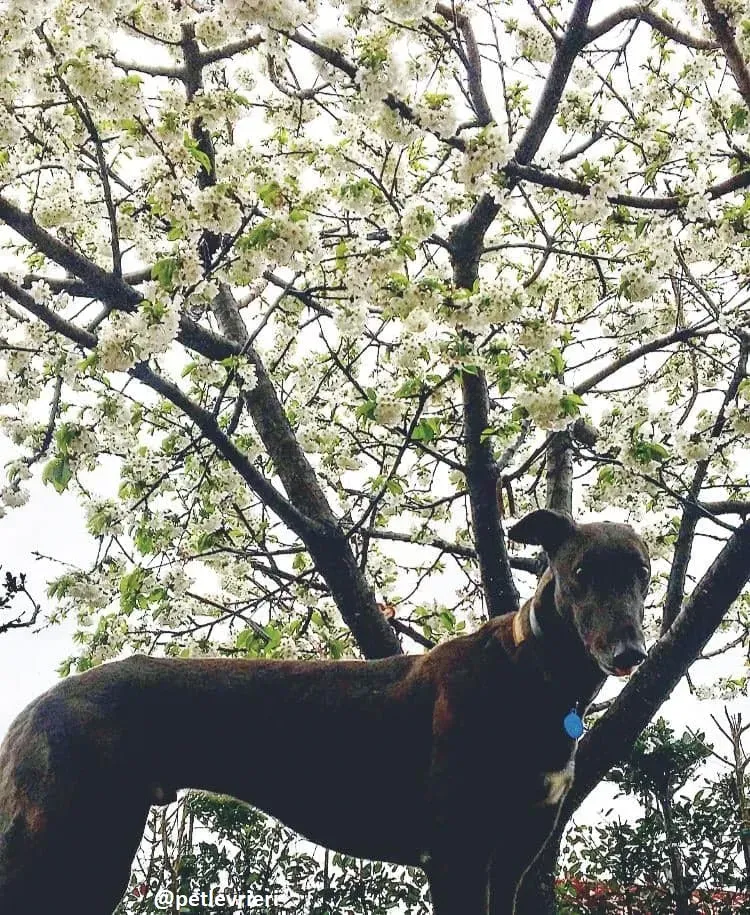 Spritely Keroma greyhound adozione 4