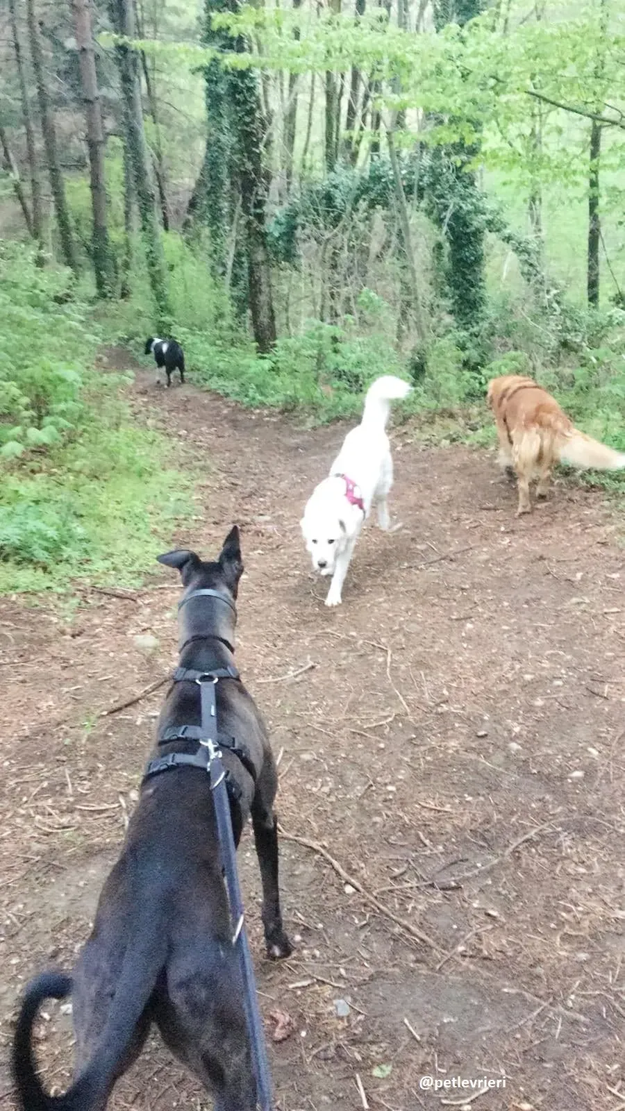 Spritely Keroma greyhound adozione 5