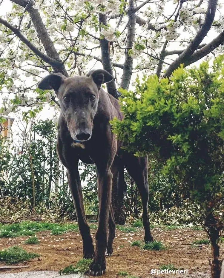 Spritely Keroma greyhound adozione macao