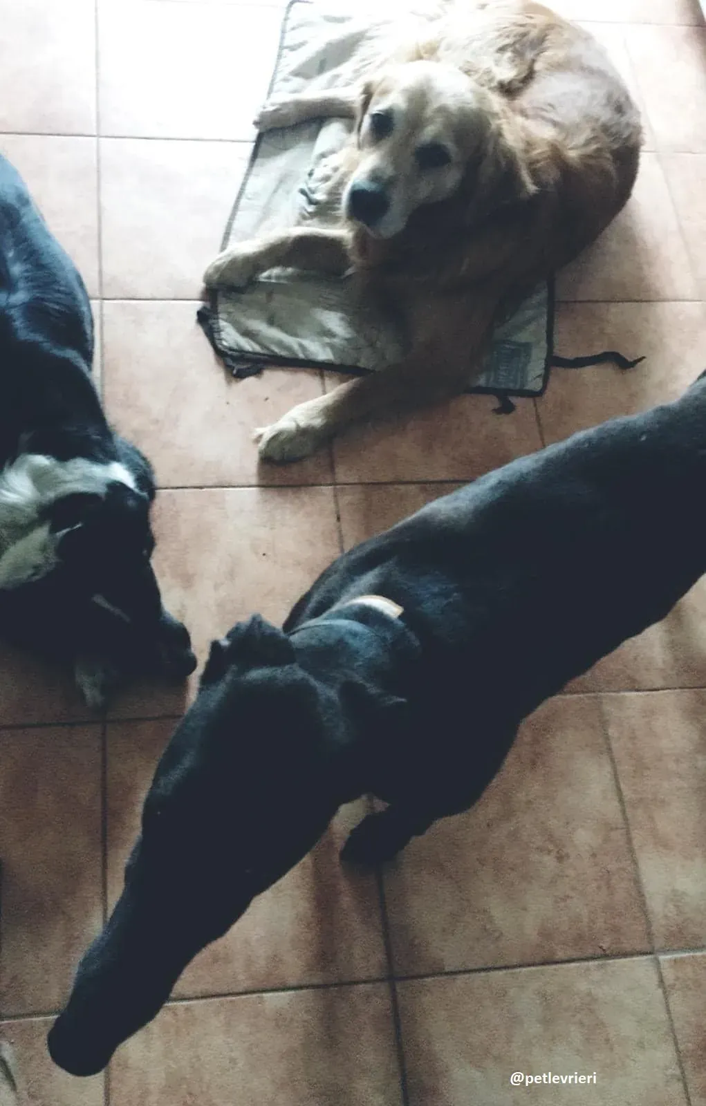 Spritely Keroma greyhound adozione macao5