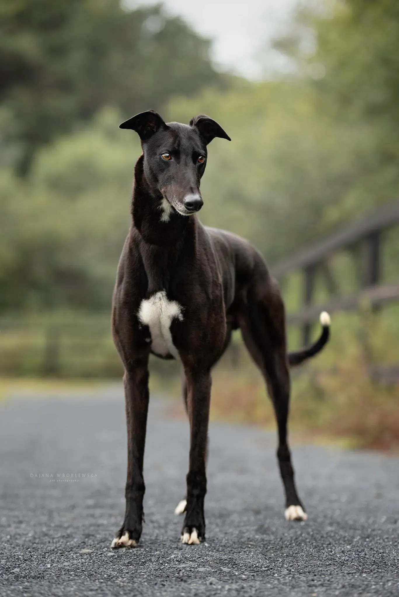 Spud Greyhound Male Adozione Levrieri 1