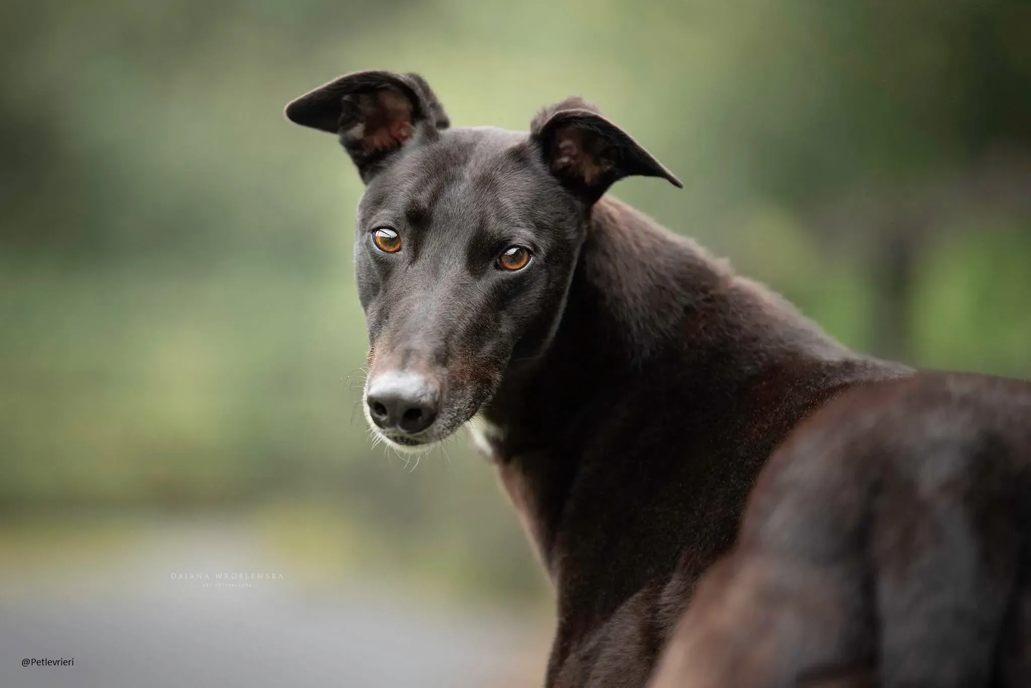 Spud Greyhound Male Adozione Levrieri 2