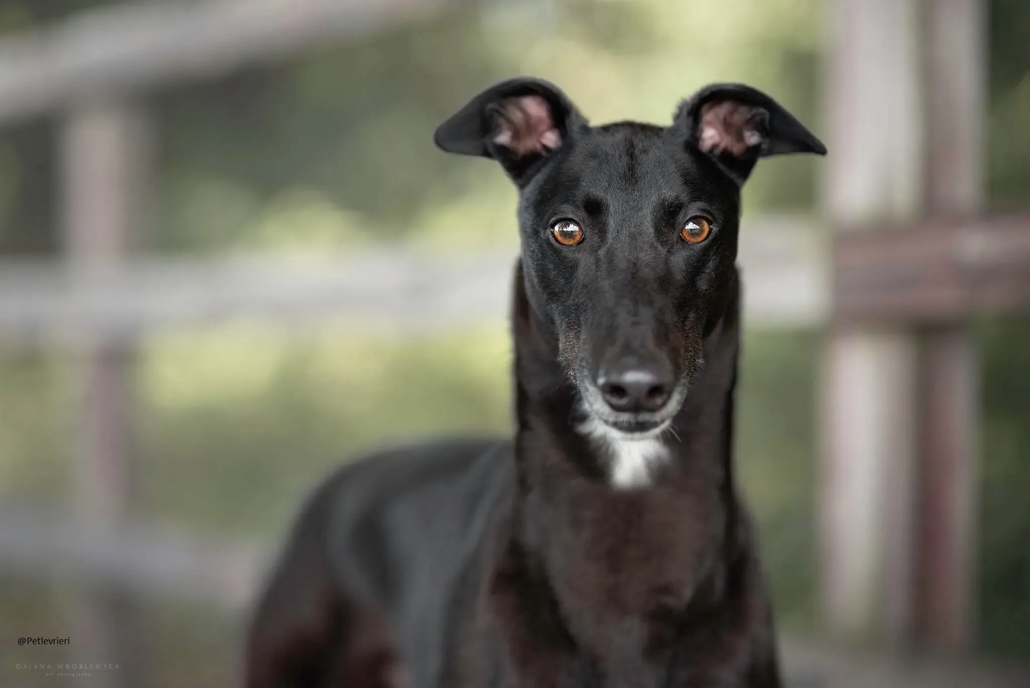 Spud Greyhound Male Adozione Levrieri 3