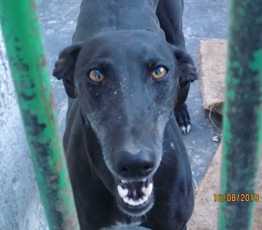 Stella adozione levrieri galgo 00